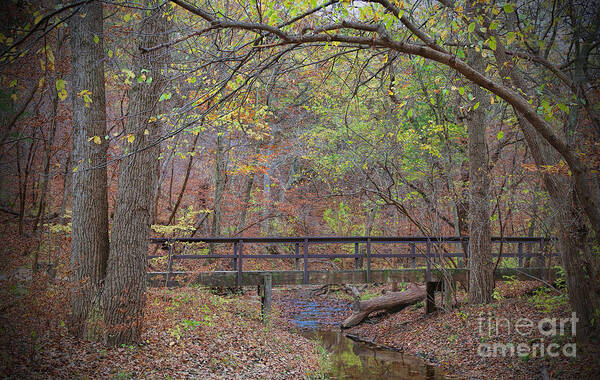 Autumn Afternoon Art Print featuring the photograph Platte River State Park by Elizabeth Winter