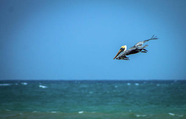 Pelican Art Print featuring the photograph Play Time by Fred Boehm