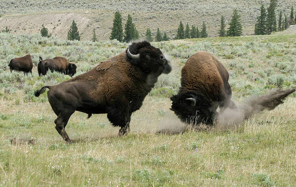 Bison Art Print featuring the photograph Preparing for Battle by Ronnie And Frances Howard