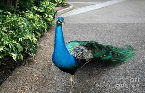 Peacock Art Print featuring the photograph Pretty Peacock by John Black