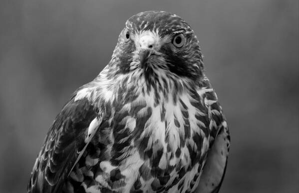Hawk Art Print featuring the photograph Proud Hawk by Richard Bryce and Family