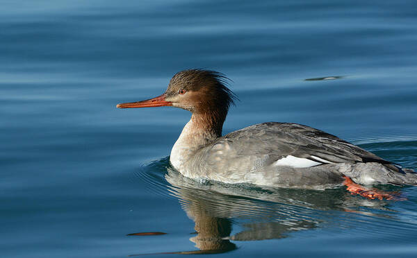 Red-breasted Merganser Art Print featuring the photograph Red Breasted Beauty by Fraida Gutovich