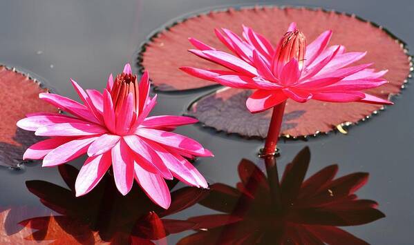 Nature Art Print featuring the photograph Red Flare Water Lily by Bruce Bley