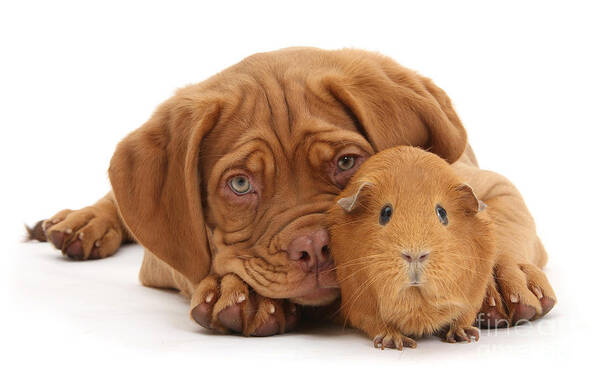 Guinea Pig Art Print featuring the photograph Red Guinea pig and Dogue de Bordeaux by Warren Photographic