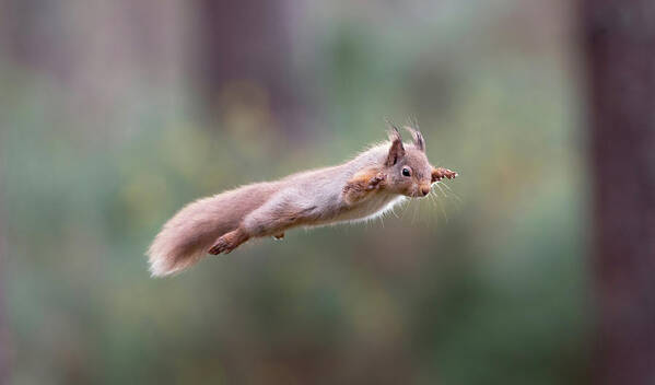 Red Art Print featuring the photograph Red Squirrel Leaping by Pete Walkden