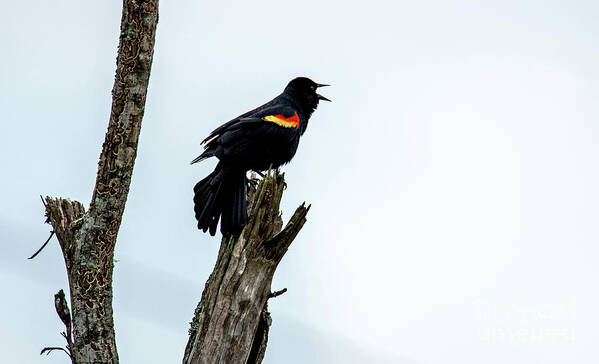 Red-winged Blackbird Art Print featuring the photograph Red-Winged Blackbird by Paul Mashburn