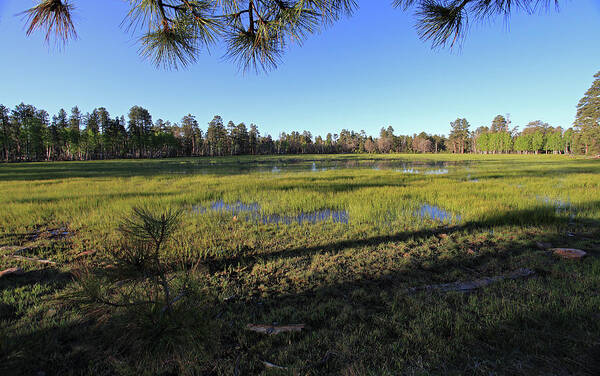 Landscape Art Print featuring the photograph Rim Glade by Gary Kaylor