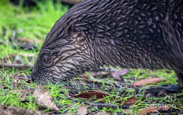 Nature Art Print featuring the photograph River Otter Astray by DB Hayes