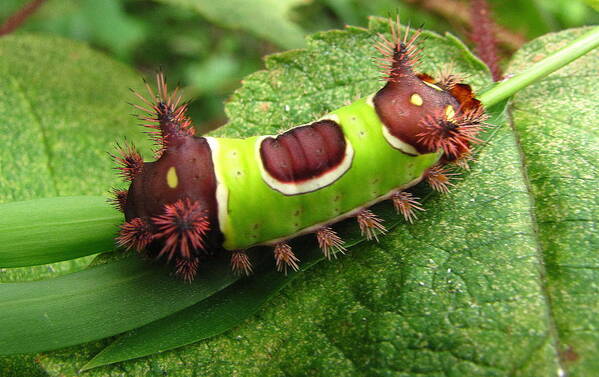 Saddleback Caterpillar Images Saddleback Caterpillar Prints Packsaddle Caterpillar Prints Colorful Caterpillar Prints Stinging Caterpillar Prints Entomology Nature Biodiversity Defense Mechanism Forest Ecology Conservation Preservation Intelligent Design Art Print featuring the photograph Saddleback Caterpillar by Joshua Bales