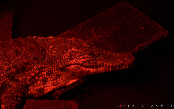 Alligator Art Print featuring the photograph Said Dante by Jonathan Ellis Keys