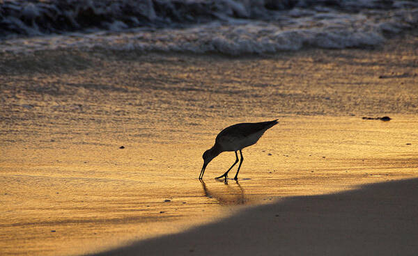 Sandpiper Art Print featuring the photograph Sandpiper in Evening by Sandy Keeton