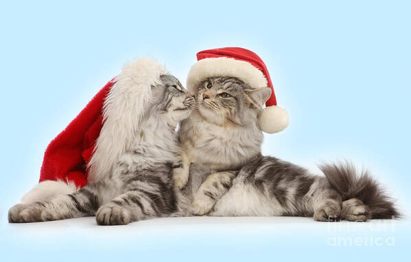 Father Christmas Art Print featuring the photograph Santas kissing Cats by Warren Photographic
