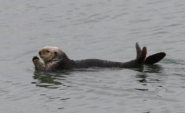 Sea Otter Art Print featuring the photograph Sea Otter - 5 by Christy Pooschke