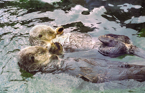 Buffaloworks Art Print featuring the photograph Sea Otters Holding Hands by BuffaloWorks Photography