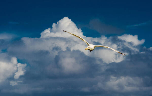 Seagull Art Print featuring the photograph Seagull High Over the Clouds by Andreas Berthold