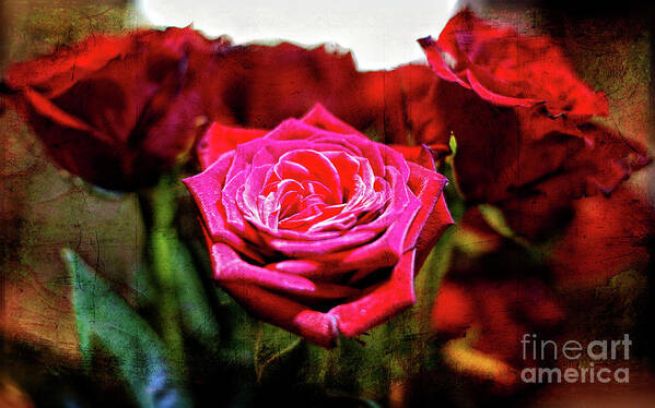 Rose Art Print featuring the photograph Set Apart by Lincoln Rogers