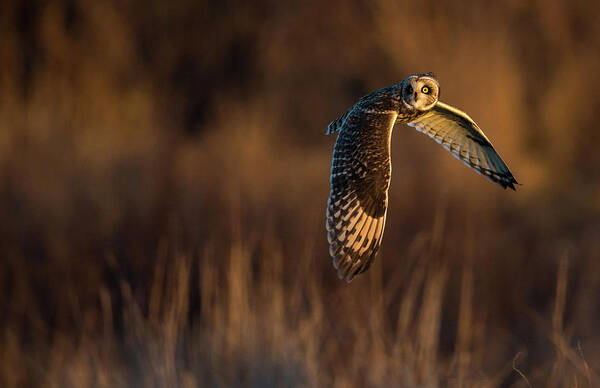 Short-eared Owl Art Print featuring the photograph Short-Eared Owl Banking by Max Waugh