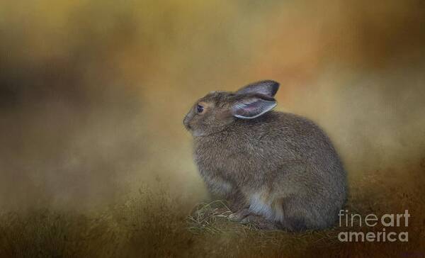 Snowshoe Hare Art Print featuring the photograph Snowshoe Hare by Eva Lechner