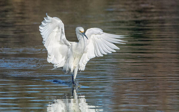 Snowy Art Print featuring the photograph Snowy Egret 9896-022418-1cr by Tam Ryan