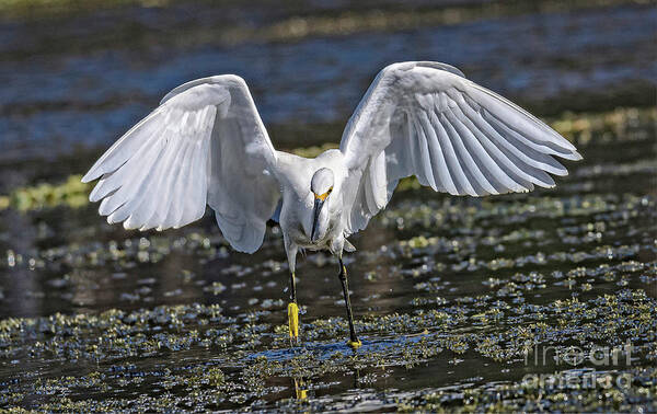 Nature Art Print featuring the photograph Snowy Egret Charging - Egretta Thula by DB Hayes