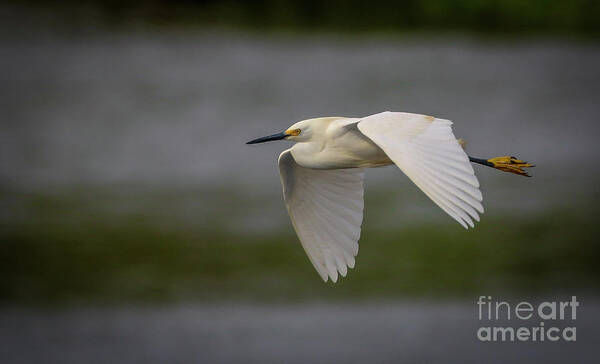 Egret Art Print featuring the photograph Snowy Egret Fly-By by Tom Claud