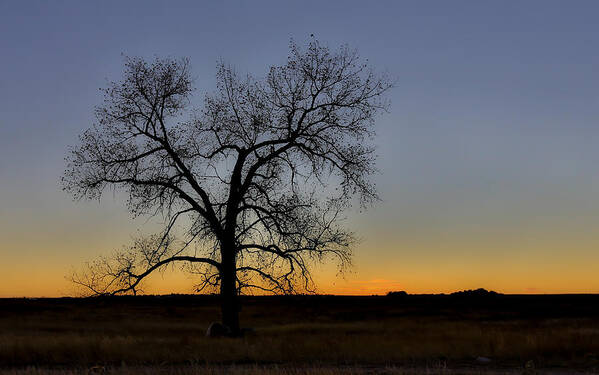 Sam Amato Photography Art Print featuring the photograph South Dakota Lone Tree Sunset by Sam Amato