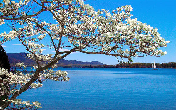 Smith Mountain Lake Art Print featuring the photograph Spring Has Sprung Smith Mountain Lake by The James Roney Collection