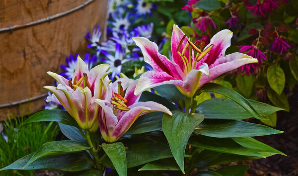 Oriental Lilies Art Print featuring the photograph Spring Show 15 Lily Trio by Janis Senungetuk