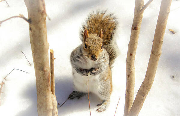 Squirrel Art Print featuring the photograph Squirrel in Snow by Alison Frank