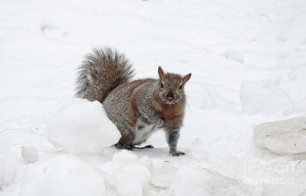 Squirrel Art Print featuring the photograph Squirrel in Winter Snow by Charline Xia