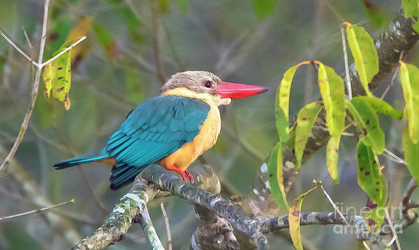 Bird Art Print featuring the photograph Stork-billed Kingfisher by Pravine Chester