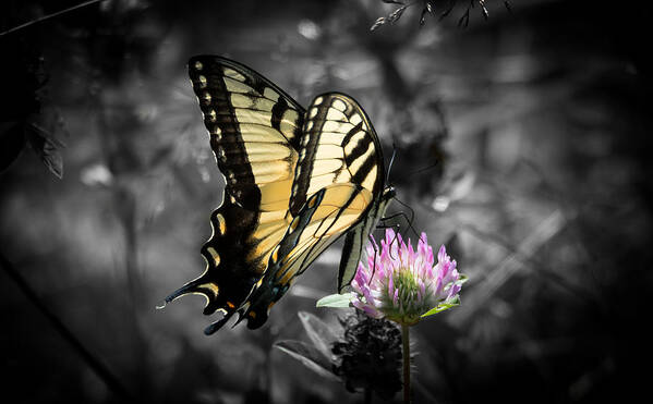 Butterfly Art Print featuring the photograph Swallowtail Butterfly- Color Pop by Holden The Moment