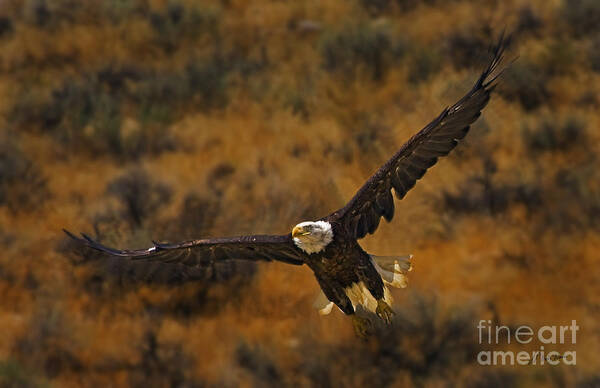 Haliaeetus Leucocphalus Art Print featuring the photograph Talons At The Ready-Signed by J L Woody Wooden