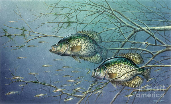 Jon Q Wright Art Print featuring the painting Tangled Cover Crappie II by JQ Licensing