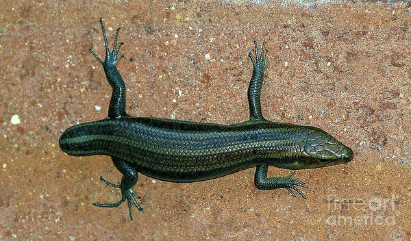 Tailless Skink Art Print featuring the photograph The Alien Visitor by Patricia Griffin Brett