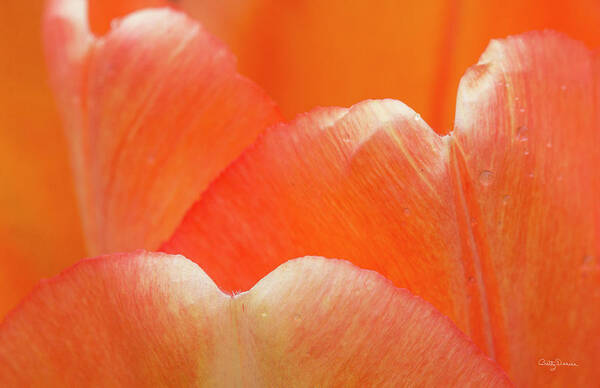 Tulip Art Print featuring the photograph The Essence of a Tulip Orange Sherbert by Betty Denise