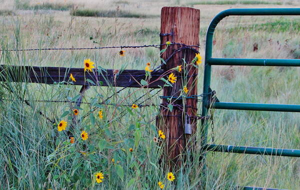 Grass Art Print featuring the photograph The Fence by Marilyn Diaz