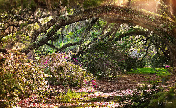 Healthy Art Print featuring the photograph The Garden Path by Lisa Lambert-Shank