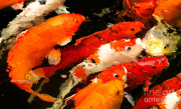 Koi Art Print featuring the photograph The Gathering by Marilyn Cornwell