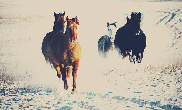 Horses Art Print featuring the photograph The Whistled by J C