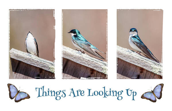 Swallow Art Print featuring the photograph Things Are Looking Up Poster by Cathy Kovarik