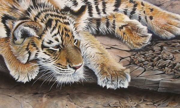Tiger Art Print featuring the painting Tiger Cub by Greg and Linda Halom