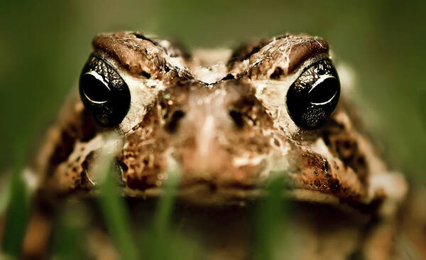 Americanus Bufo Art Print featuring the photograph Toad in the Grass by Onyonet Photo Studios