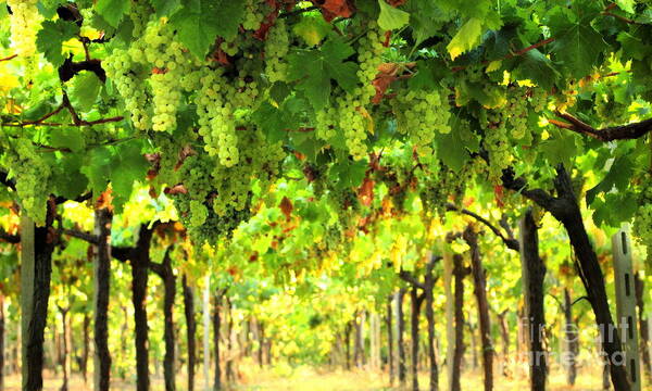 Vineyard Art Print featuring the photograph Trellissed Grapes 3 by Angela Rath