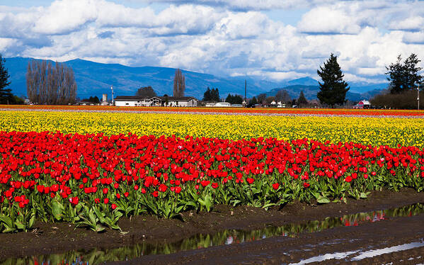 Nature Art Print featuring the photograph Tulip Fields by Judy Wright Lott