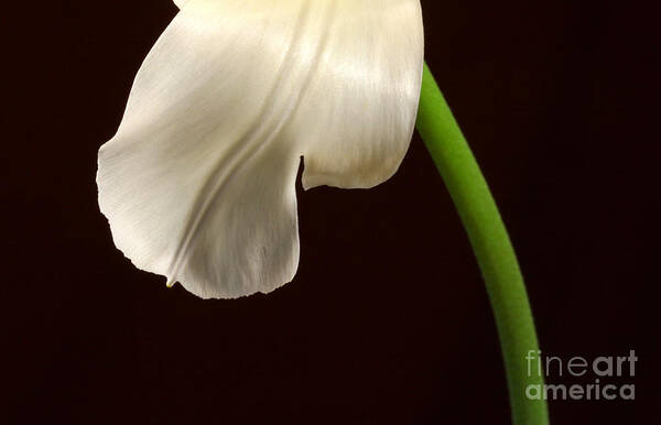 Tulip Art Print featuring the photograph Tulip Pedal by Steve Augustin