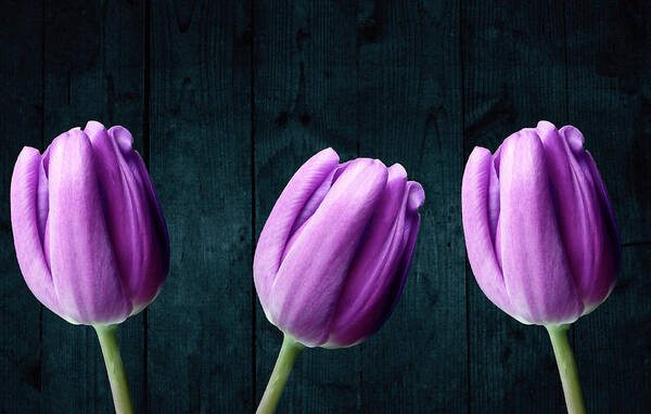 Tulip Art Print featuring the photograph Tulips On Wood by Johanna Hurmerinta