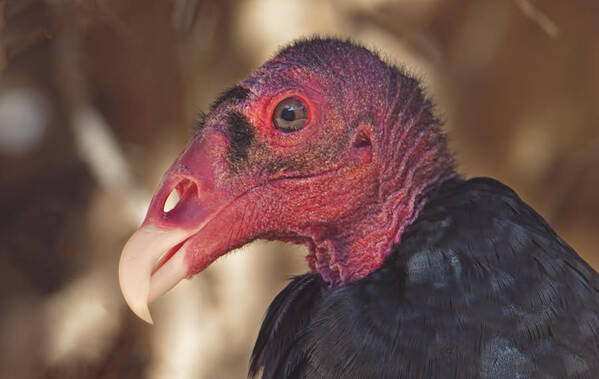 Animal Art Print featuring the photograph Turkey Vulture by Brian Cross