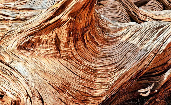 Weathered Art Print featuring the photograph Twisted Log-ic by Christopher Byrd