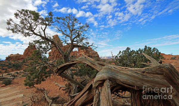 Landscape Art Print featuring the photograph Twisted Tree by Mary Haber